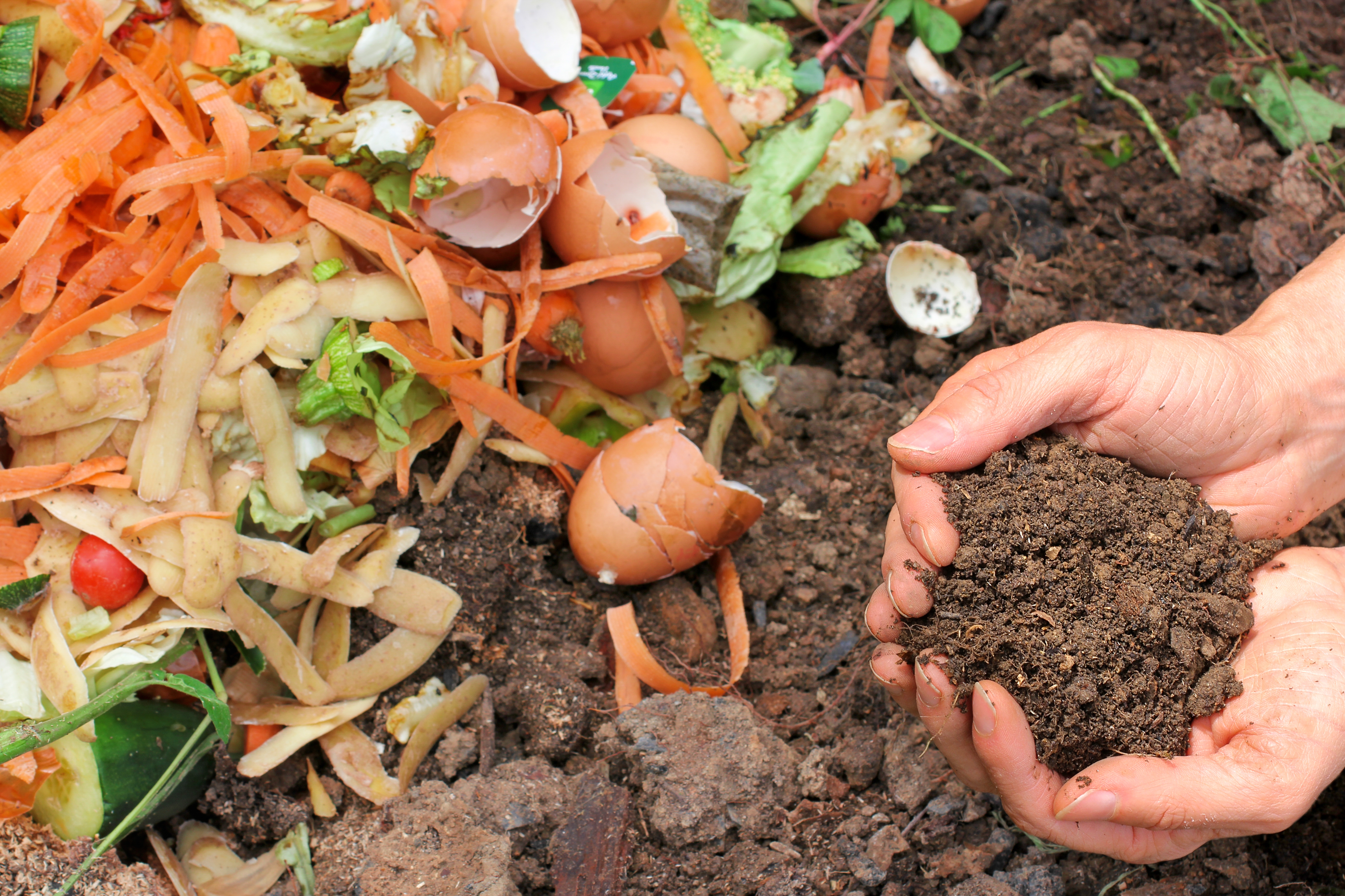 Carrot and potato peels, other vegetable scraps, and egg shells in a compost bin, with two hands cupping compost dirt. 