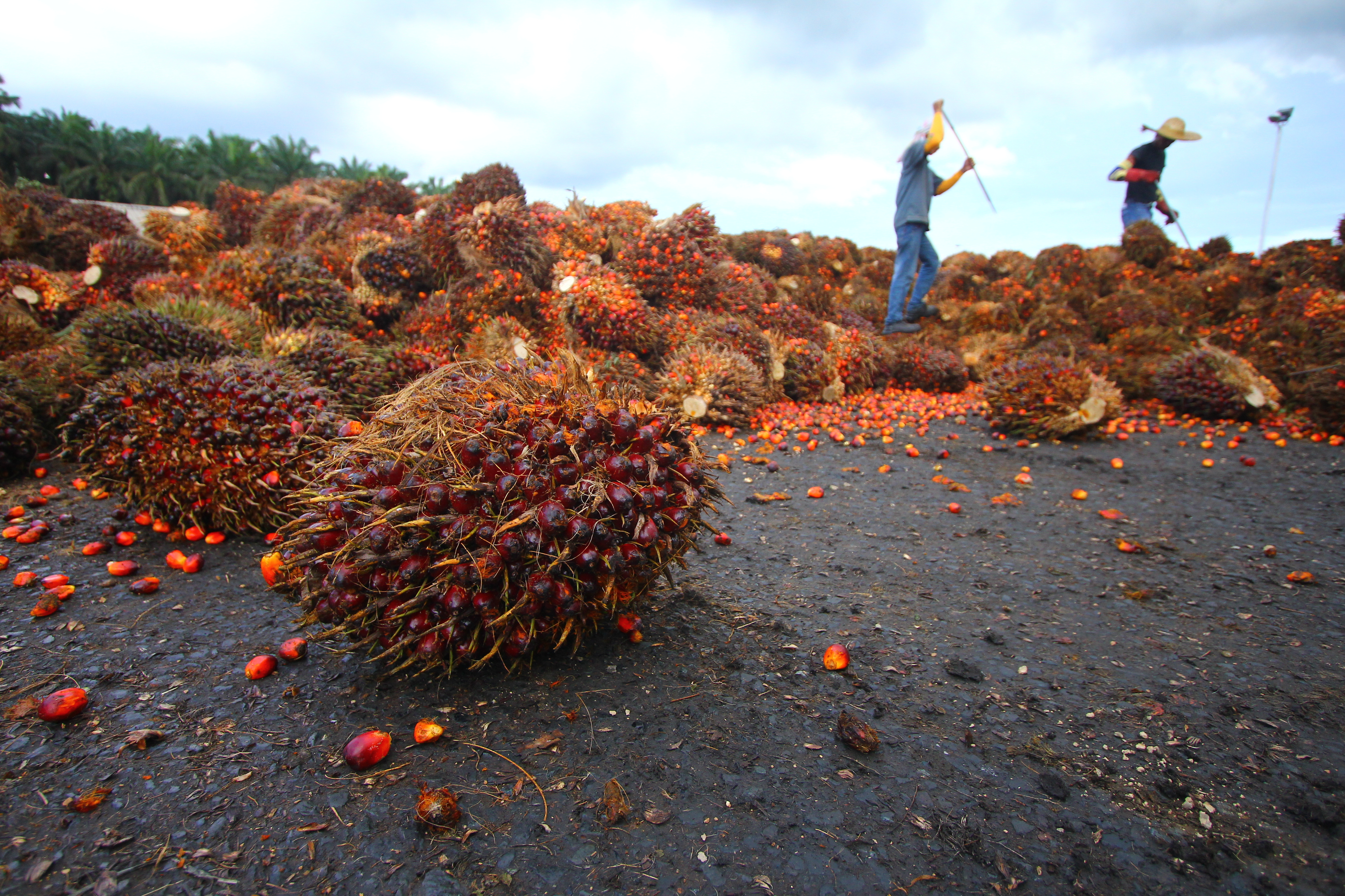 A bushel of oil palm fruit sits on the foreground, piles of other bushels behind it as two laborers work through them in the background.