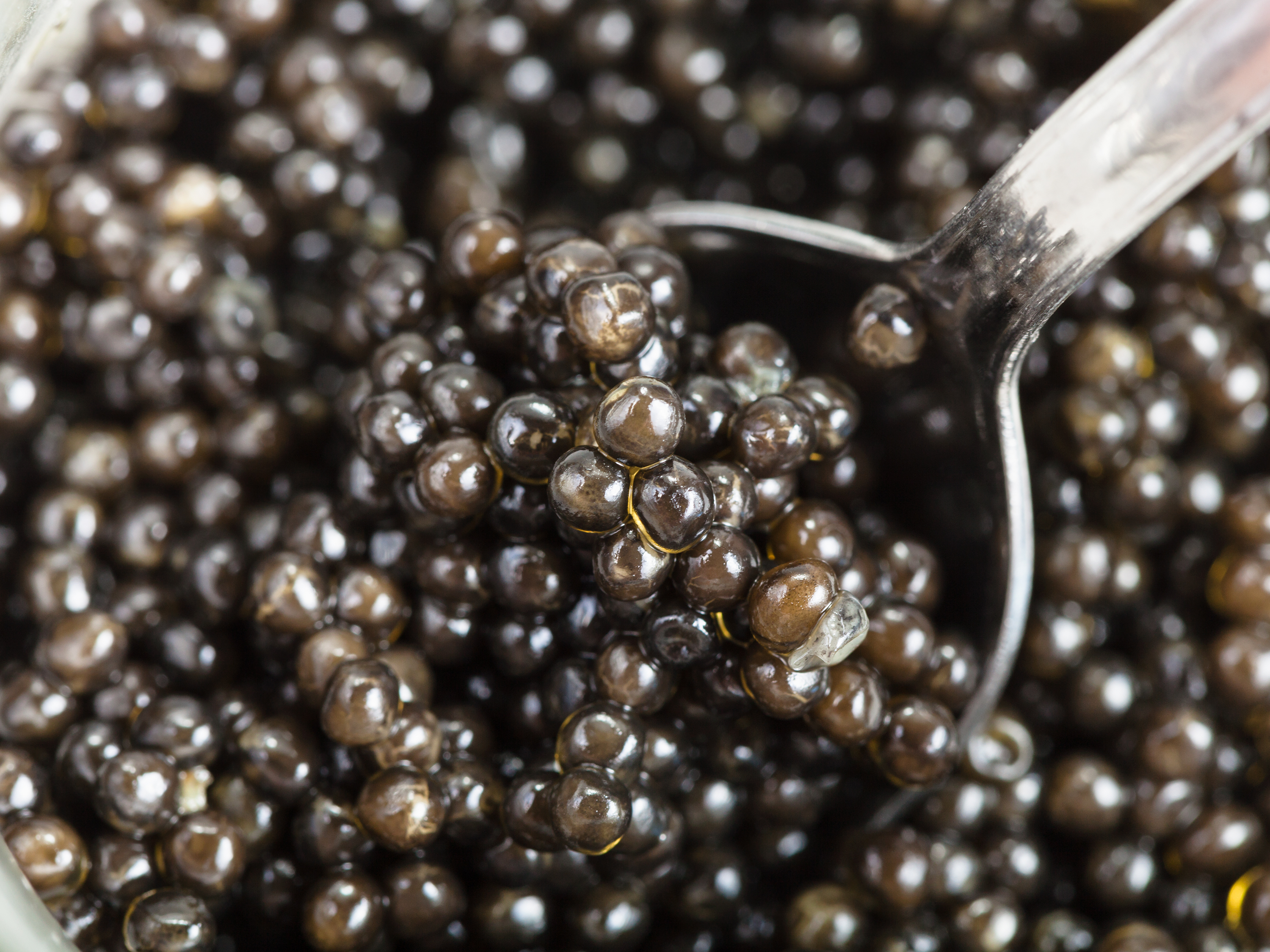 Close-up of a small spoon digging into a pile of caviar.